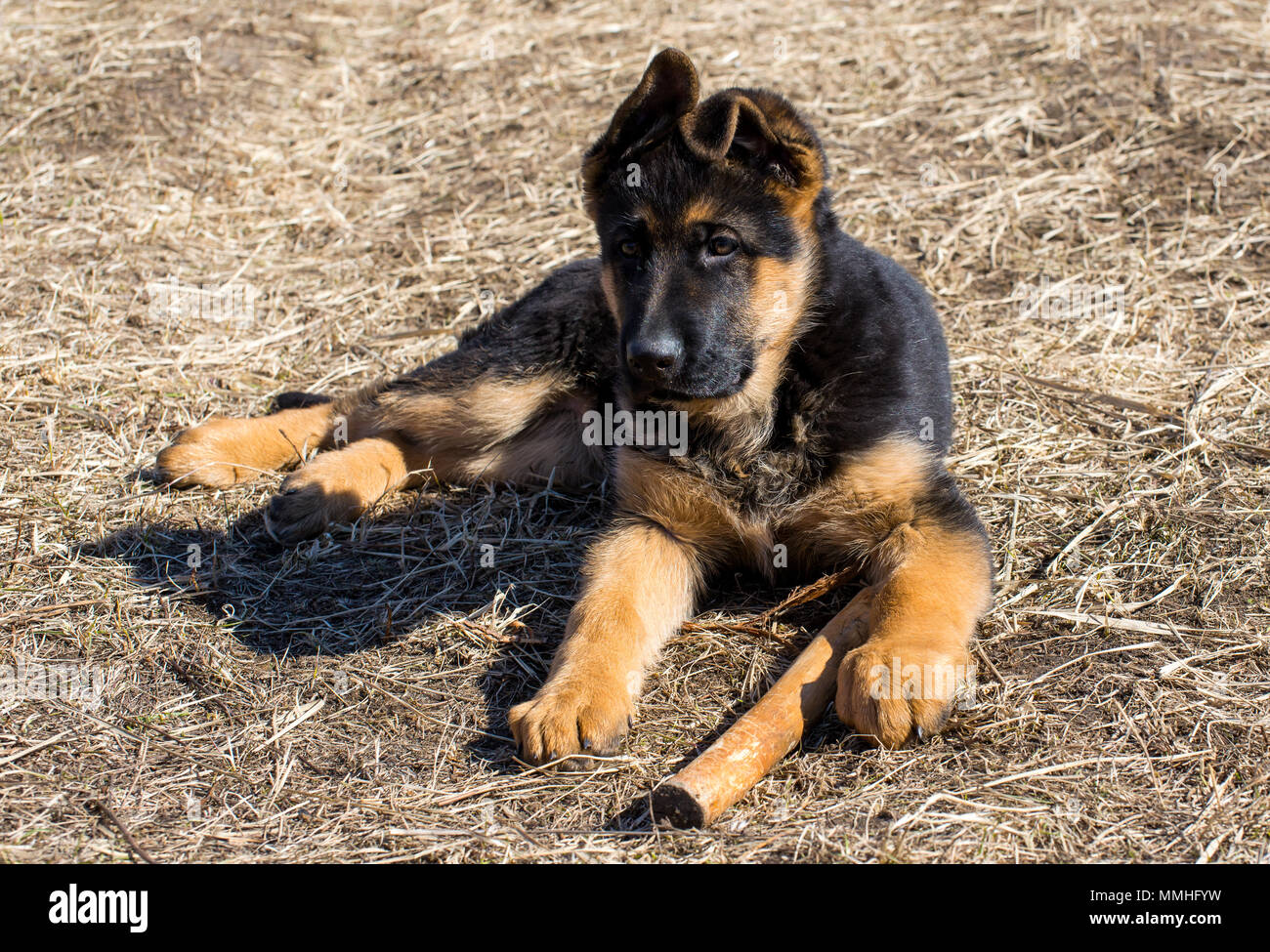 Deutscher Schäferhund Welpen spielen mit einem Stick Stockfoto