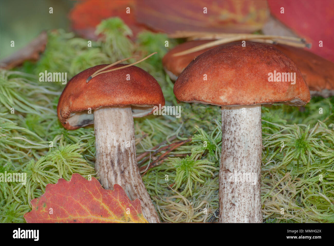 Orange Cap Steinpilze Wachsen Auf Grunes Sphagnum Moos Im Wald