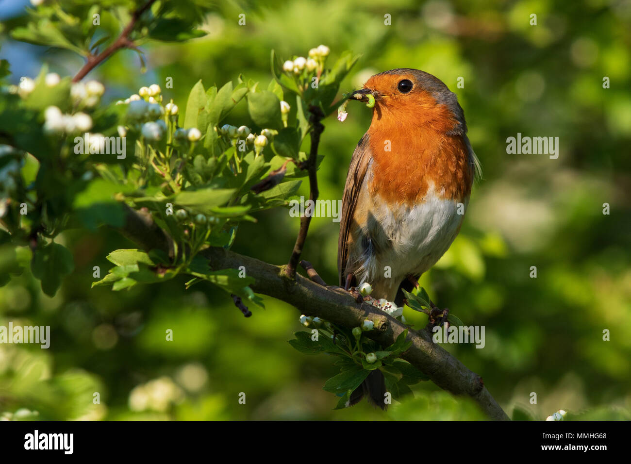 Europäische Robin (Erithacus Rubecula) Raupen sammeln für die Nestlinge in einem blühenden Weißdorn (Rosa moschata) Baum Stockfoto