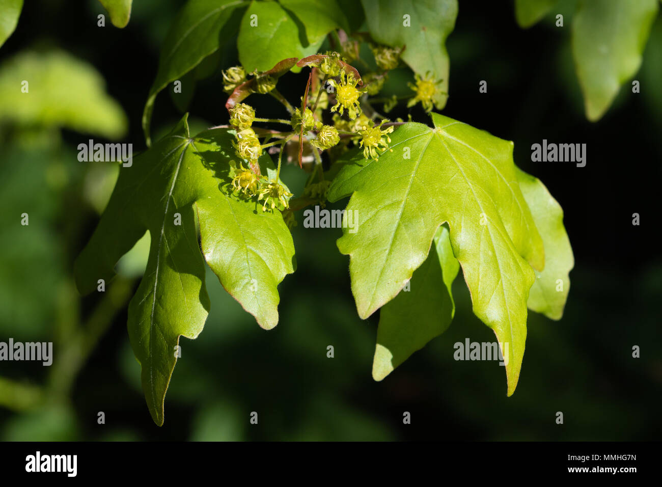 Feld Ahorn (Acer campestre) Blumen, Samen und frische Blätter Stockfoto