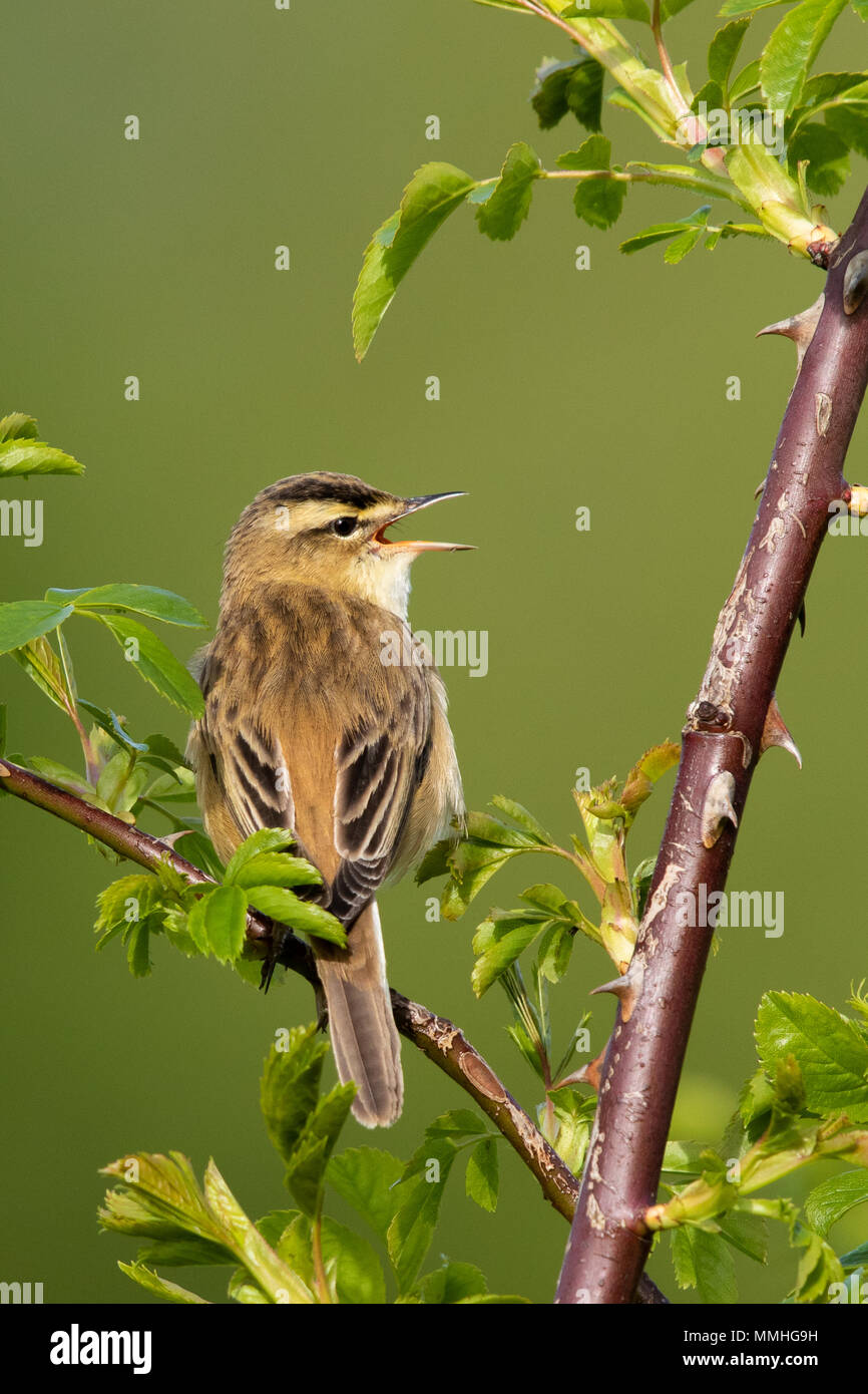 Schilfrohrsänger (Acrocephalus schoenobaenus) singen in einem Dornbusch patch Stockfoto