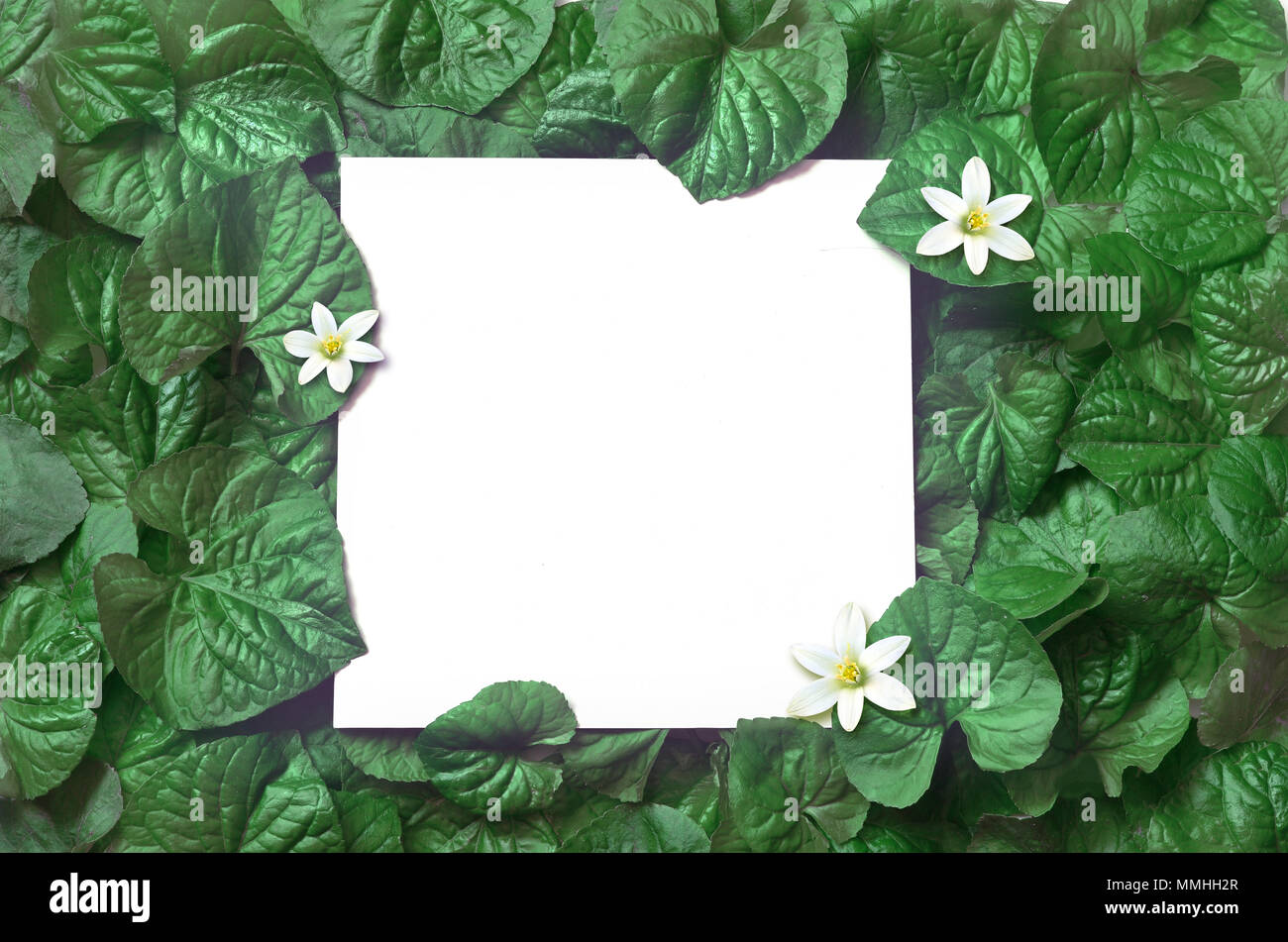 Kreative Gestaltung aus Blättern mit Papier Karte Hinweis. Flach. Natur Konzept. Stockfoto