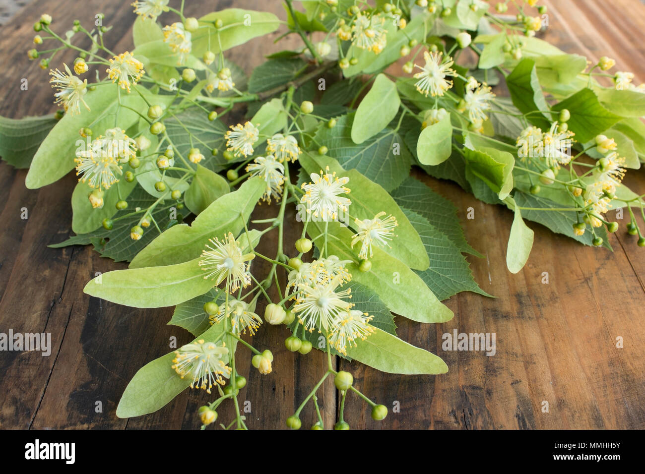 Linden Blumen auf einem rustikalen Holzmöbeln Hintergrund. Stockfoto