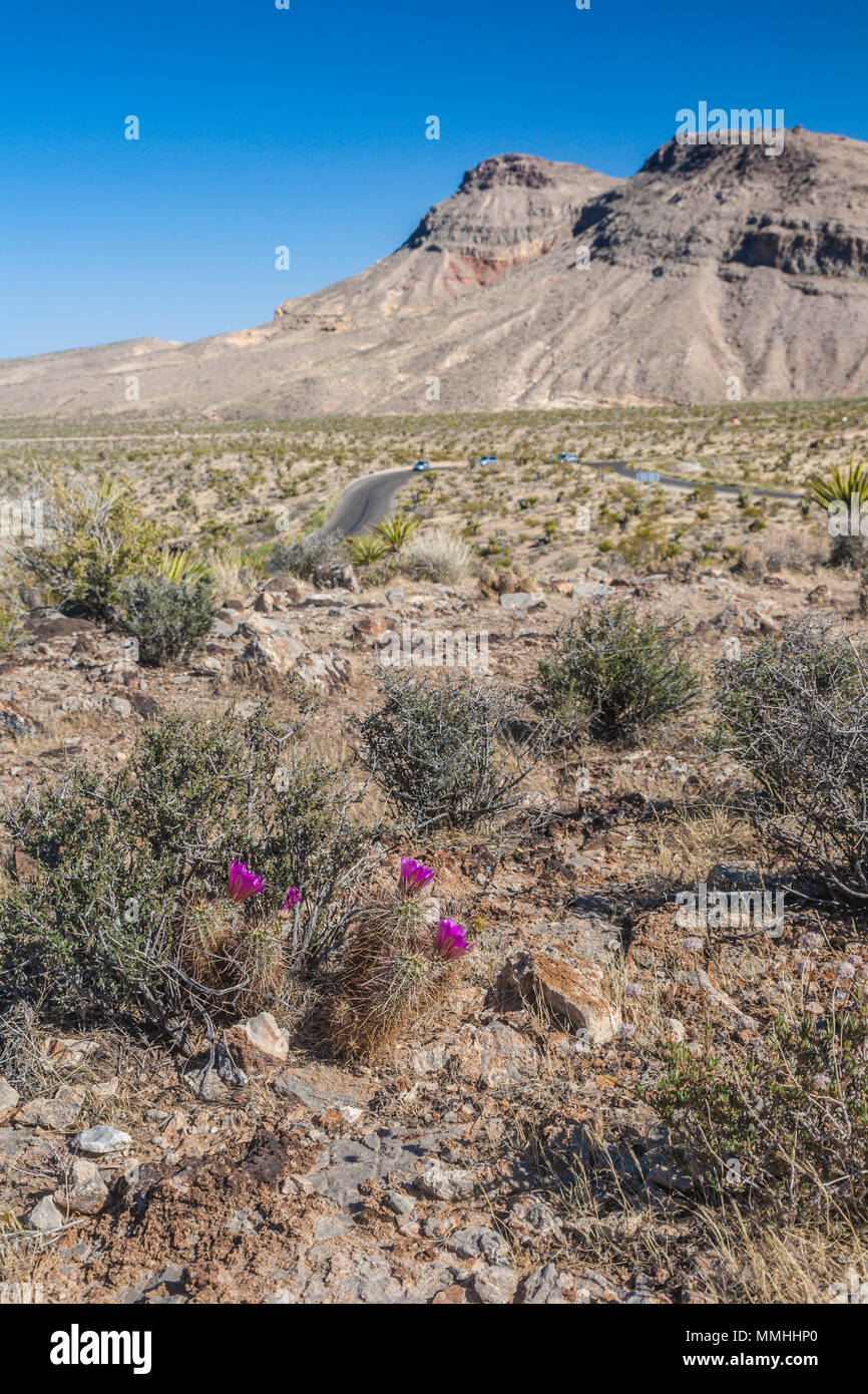 Blühende cactii und eine Serpentinenstraße im Red Rock Canyon National Conservation Area außerhalb von Las Vegas, Nevada Stockfoto
