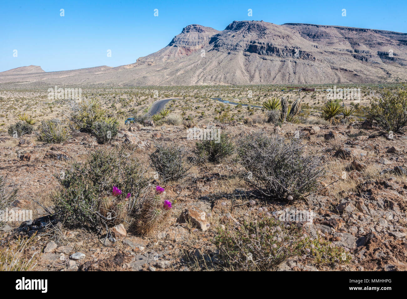 Blühende Kakteen und eine Serpentinenstraße im Red Rock Canyon National Conservation Area außerhalb von Las Vegas, Nevada Stockfoto