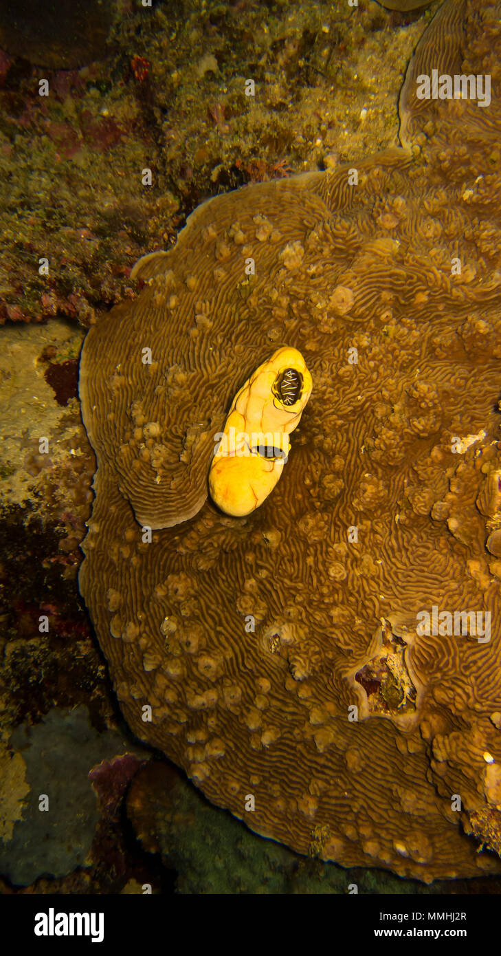 Tauchen Great Barrier Reef, eine erstaunliche Erfahrung Stockfoto