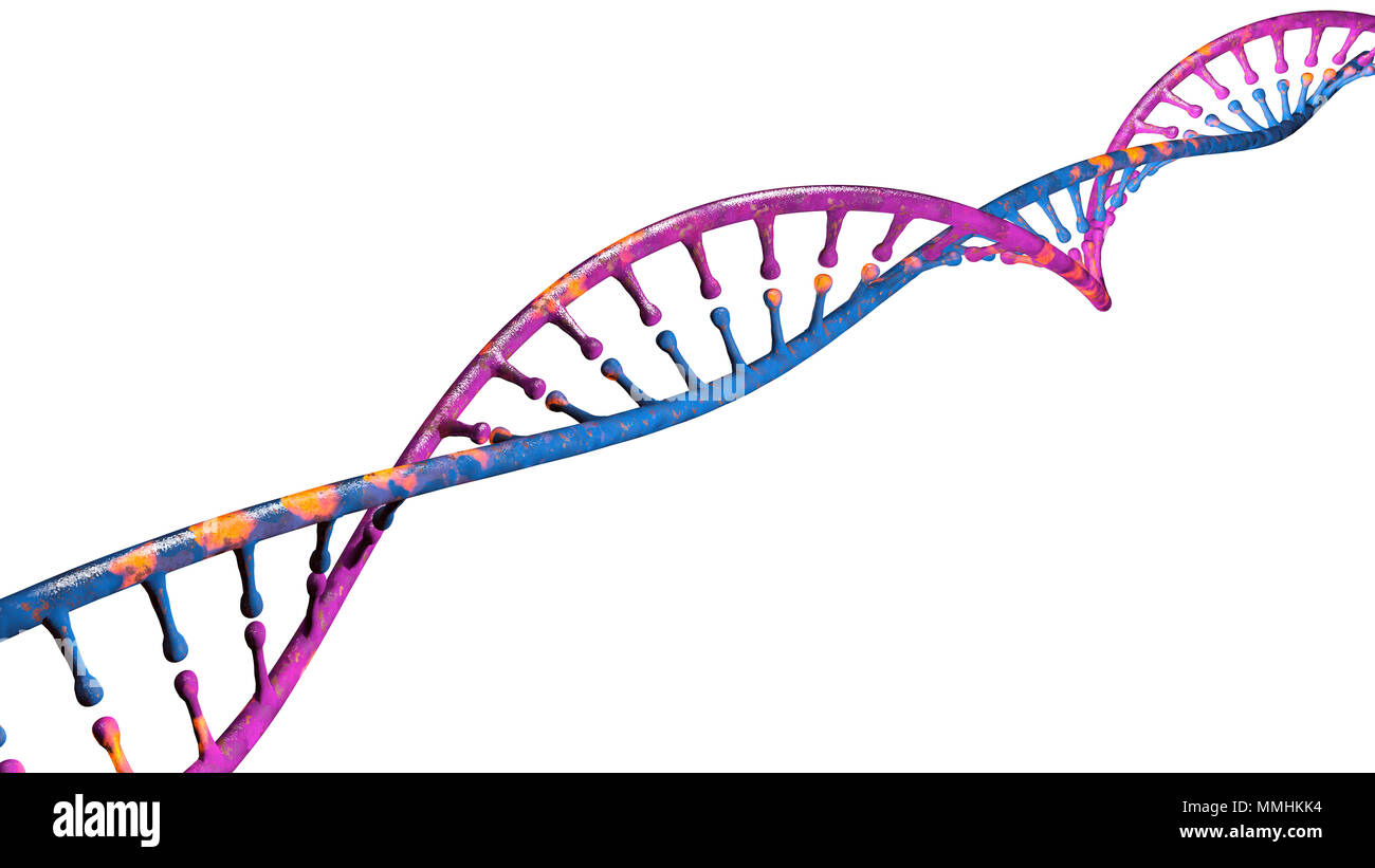 DNA Desoxyribonukleinsäure ist ein thread-wie-Kette von Nukleotiden, die genetischen Anweisungen aller bekannten lebenden Organismen. DNA-Helix Stockfoto