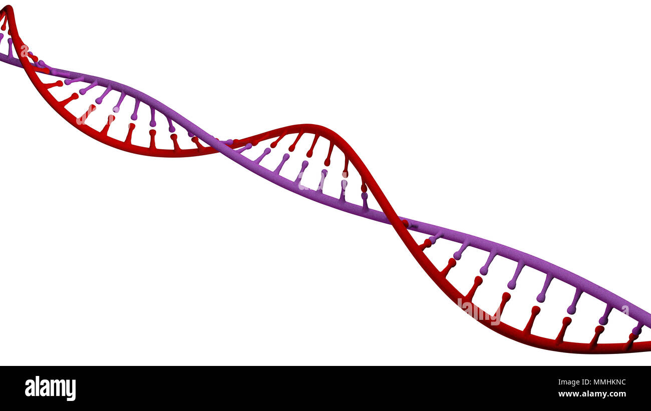 DNA Desoxyribonukleinsäure ist ein thread-wie-Kette von Nukleotiden, die genetischen Anweisungen aller bekannten lebenden Organismen. DNA-Helix Stockfoto