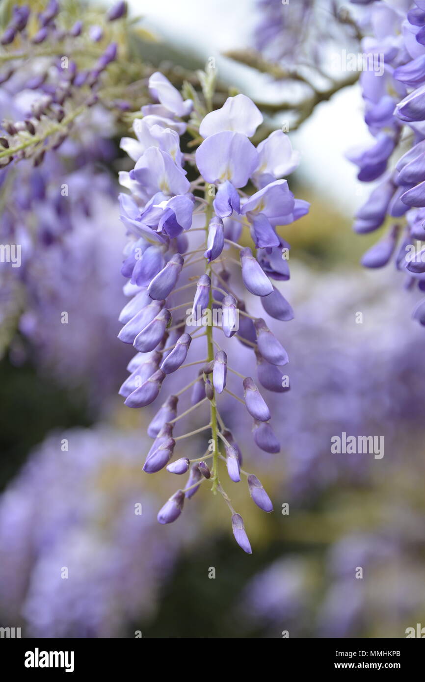 Englische blumen Fotos und Bildmaterial in hoher Auflösung Alamy