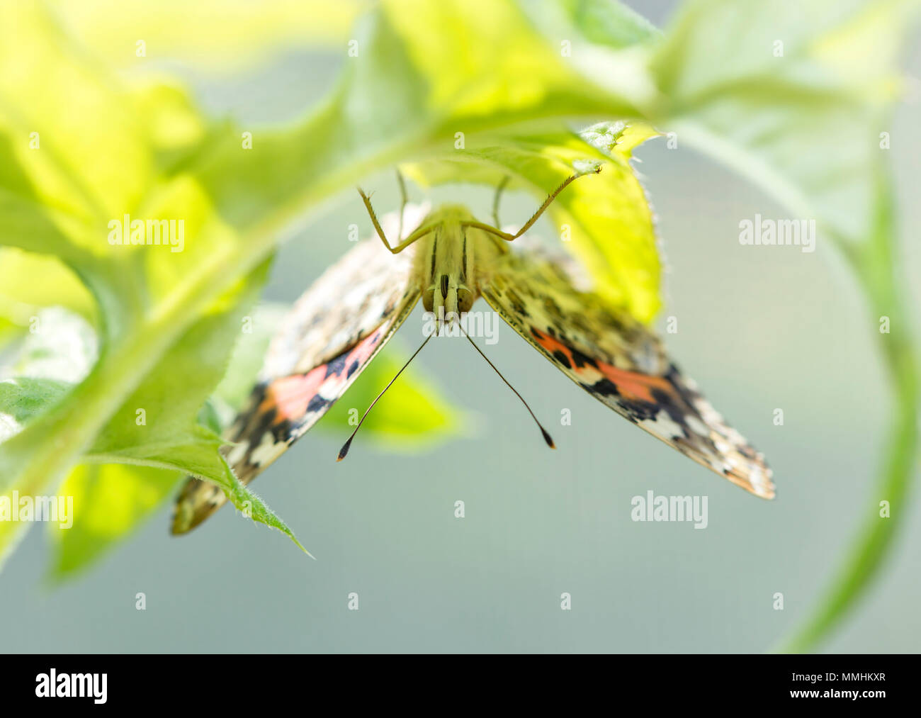 Distelfalter Schmetterling Vanessa cardui kopfüber an der Unterseite eines Globus thistle Blatt. Stockfoto
