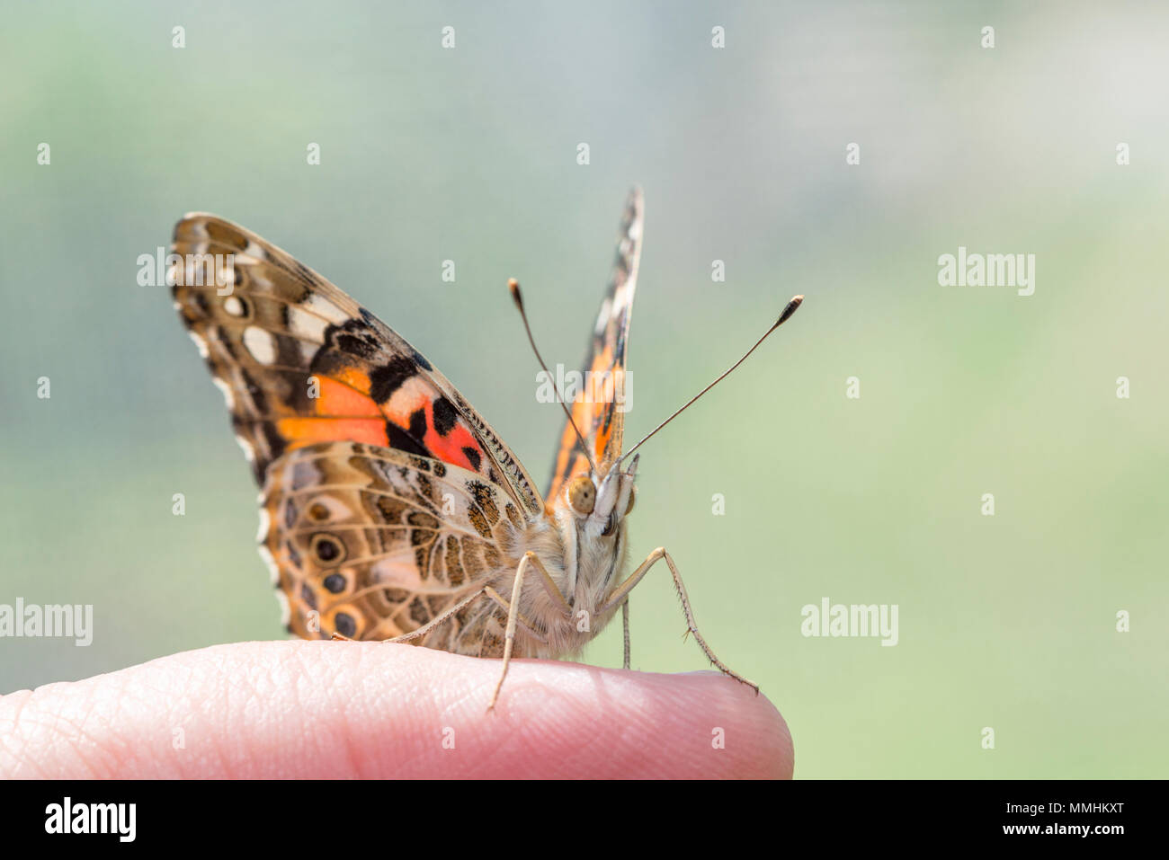 Distelfalter Schmetterling Vanessa cardui Sitzen auf einem Personen Finger mit Flügeln teilweise offen, mit einem natürlichen grünen Hintergrund Stockfoto