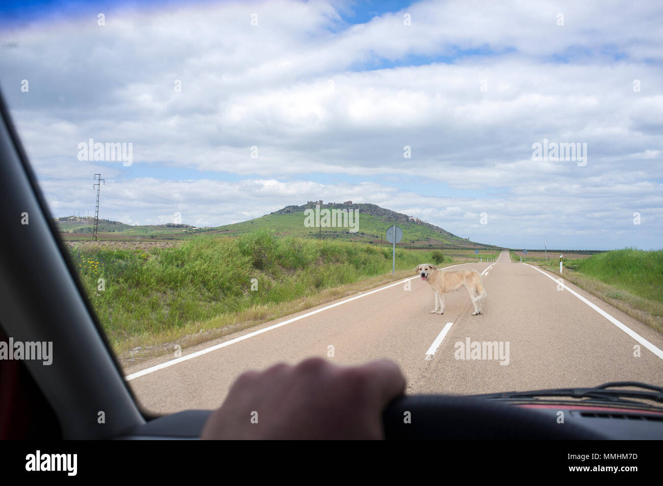 Mastiff Hund mitten in der Landstraße. Blick aus dem Inneren des Autos Stockfoto