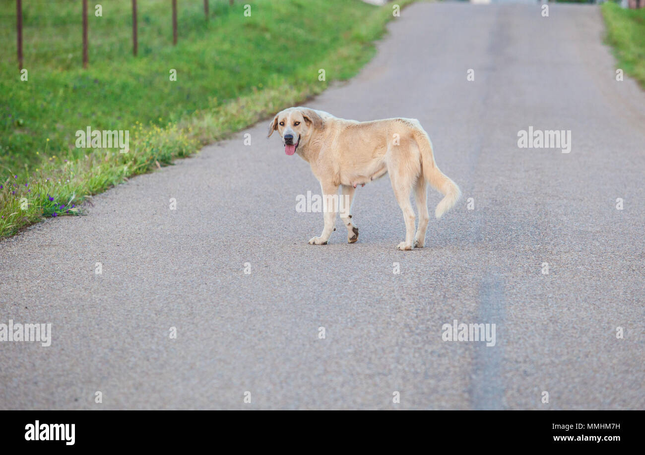 Mastiff Hund mitten in der Landstraße. Sicherheit im Straßenverkehr Konzept Stockfoto