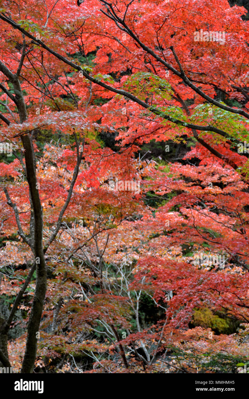 Herbst Farben um Shosenkyo Schlucht, Japan Stockfoto