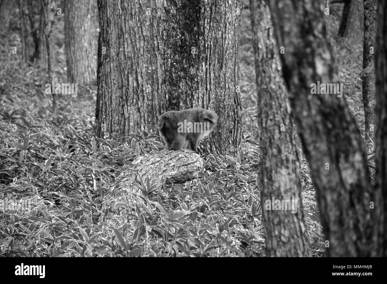 Japanischen Makaken, Macaca fuscata, in einem Wald in der Nähe von Nikko, Japan Stockfoto