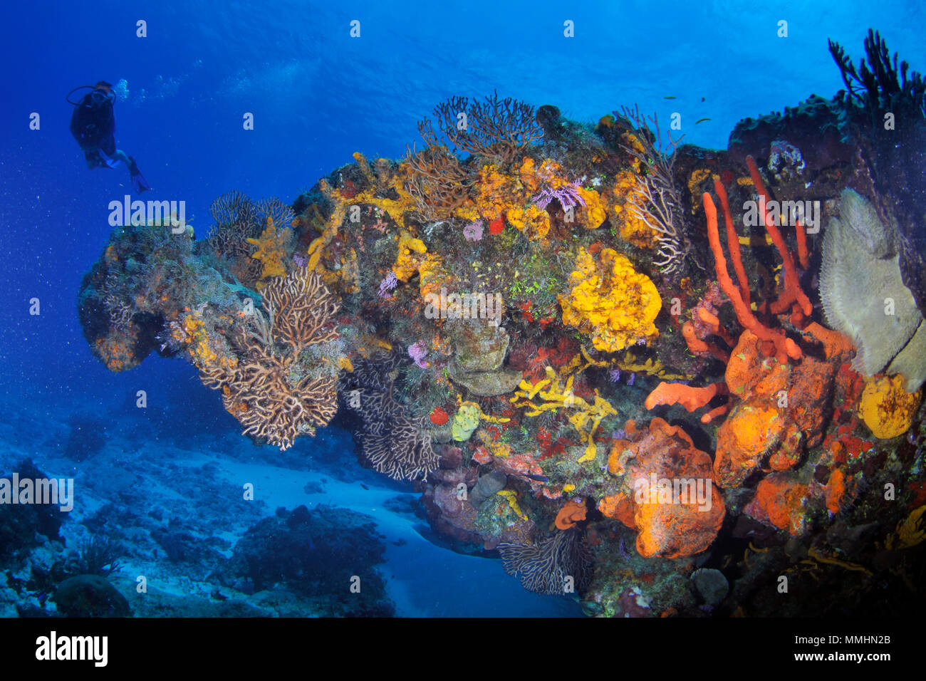 Taucher beobachtet ein gesundes Korallenriff in Cozumel, Mexiko, Karibik Stockfoto