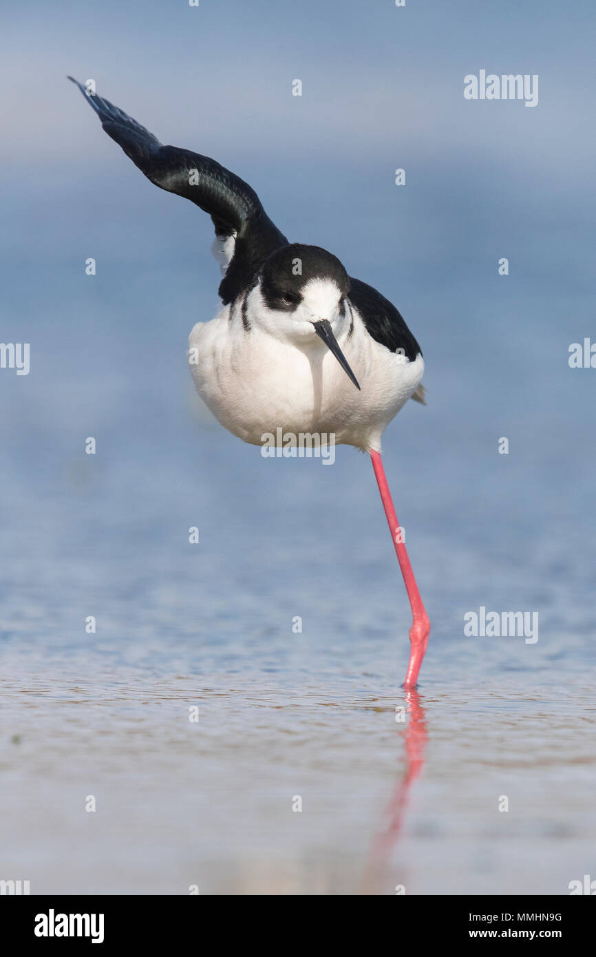 Schwarz - geflügelte Stelzenläufer (Himantopus himantopus), erwachsenen Mann in einem seltsamen Pose Stockfoto