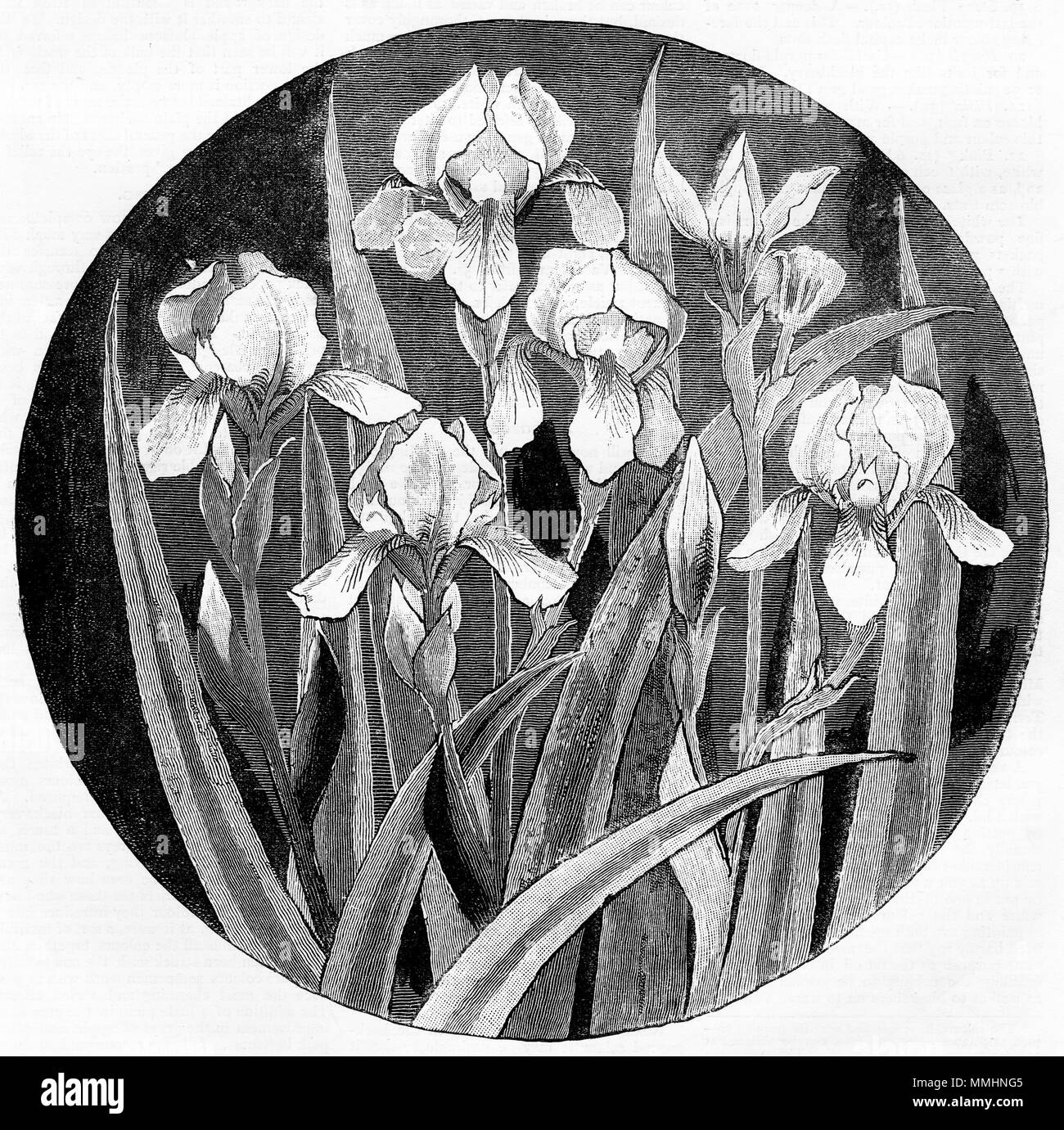 Gravur der Blenden für die Dekoration von einer Platte entwickelt. Von einem ursprünglichen Gravur in eigenen Papier Magazin der Mädchen 1883. Stockfoto