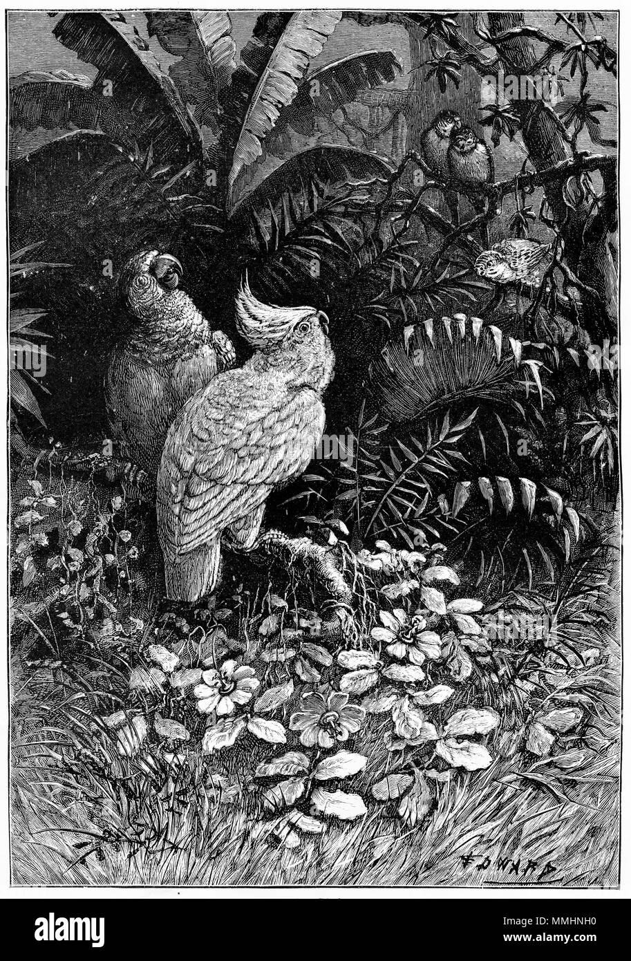 Gravur der Australischen Kakadus in einem Busch. Von einem ursprünglichen Gravur in eigenen Papier Magazin der Mädchen 1883. Stockfoto