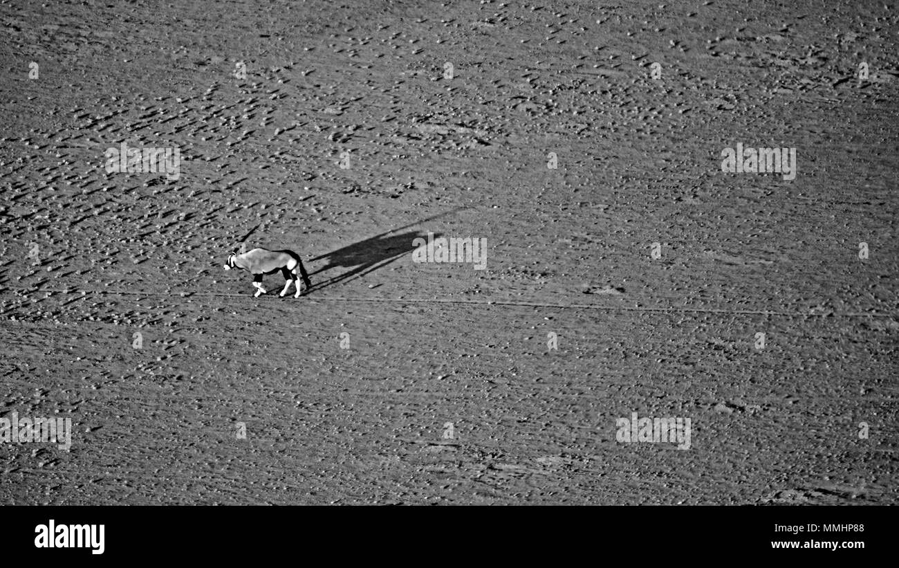 Ein einsamer Oryx Oryx gazella, durchquert die Wüste Namib, Namib Naukluft National Park, Sossusvlei, Sesriem, Namibia Stockfoto