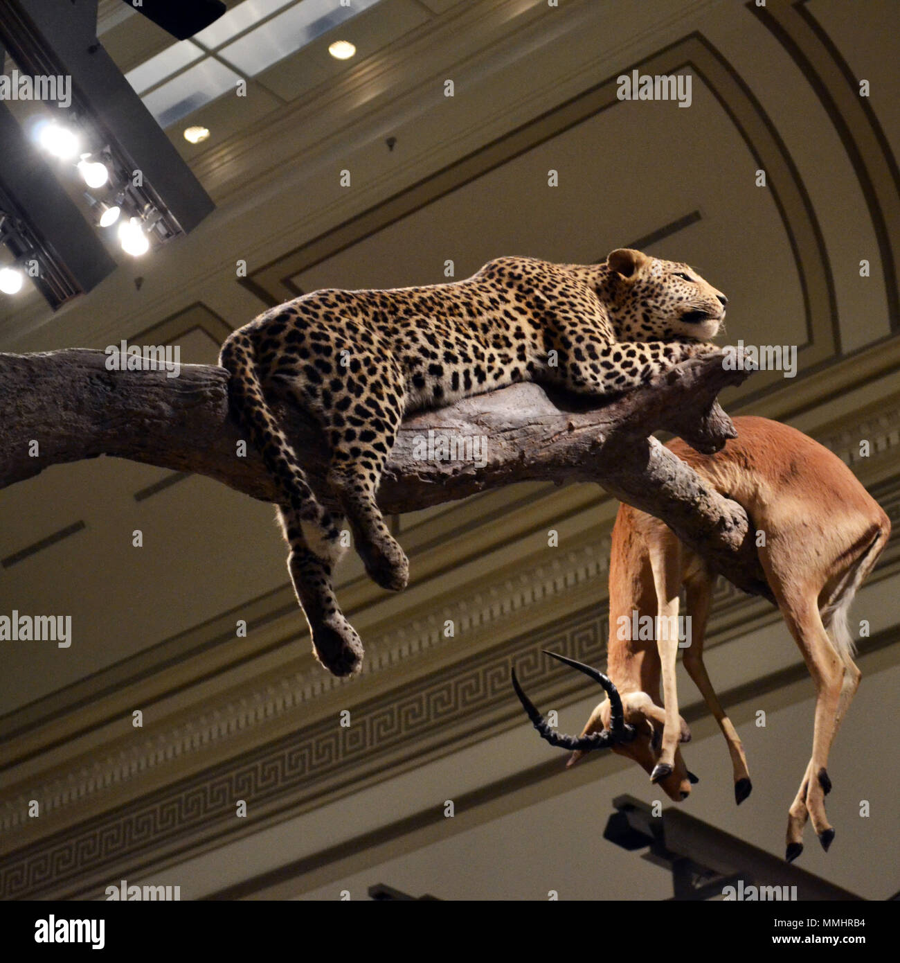 Taxidermy Beispiel eines Leopard mit einem kleinen Antilopen auf Anzeige an der Smithsonian National Museum of Natural History, Washington DC, USA Beute Stockfoto