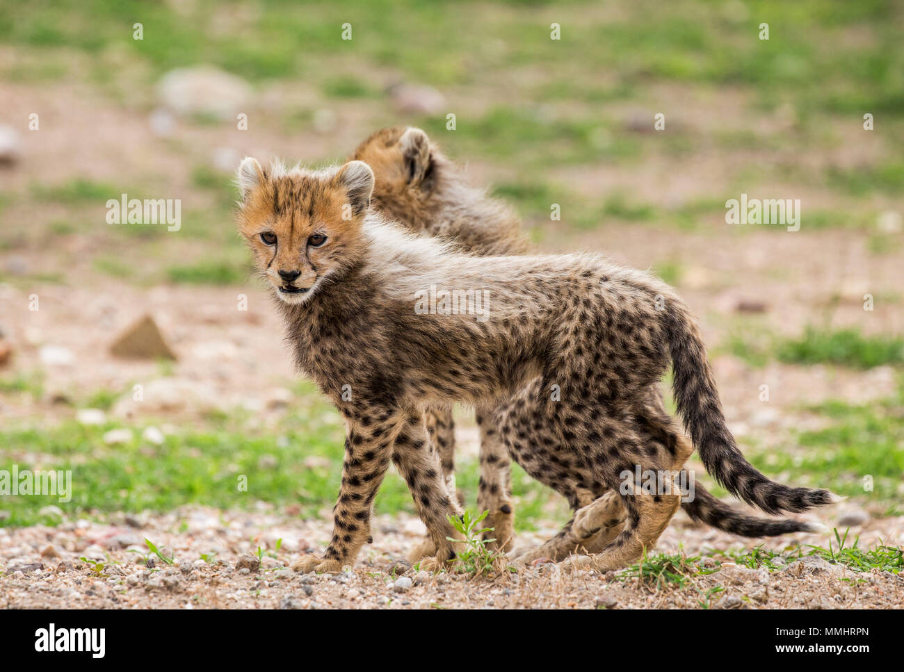 Cub Geparden in der Serengeti National Park. Afrika. Tansania. Serengeti National Park. Stockfoto