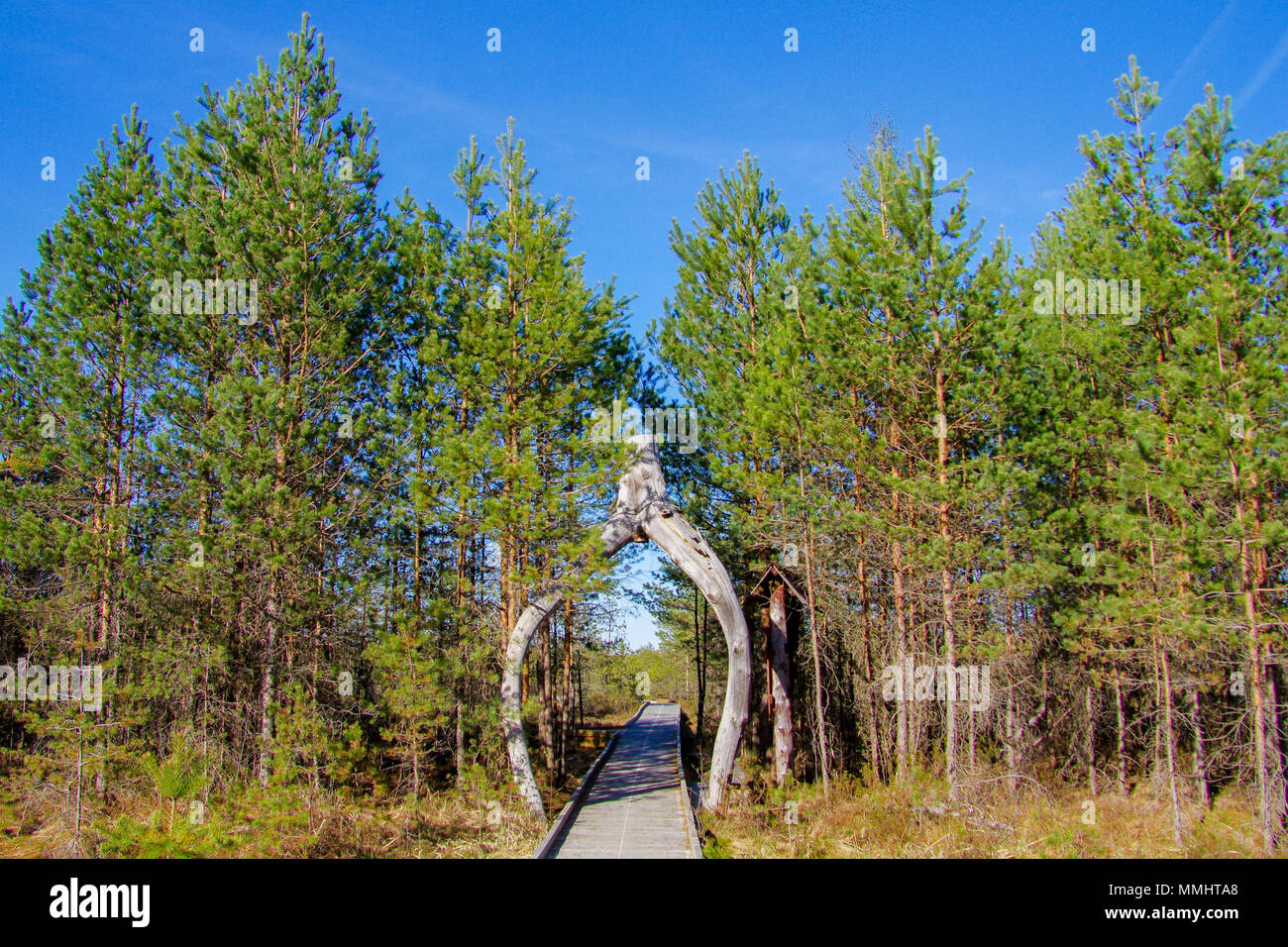 Eingang des Riisa bog Trail im Soomaa Nationalpark, wilden Feuchtgebiete nur zugänglich, auf Promenaden, die Wanderer durch die Moore nehmen Stockfoto