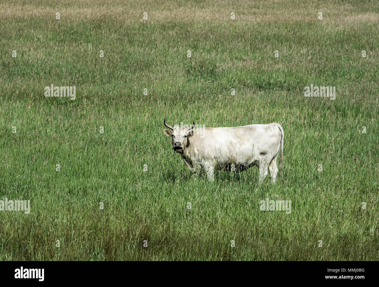Steer Fütterung in einem grünen Feld aus Gras, Colorado, USA. Stockfoto