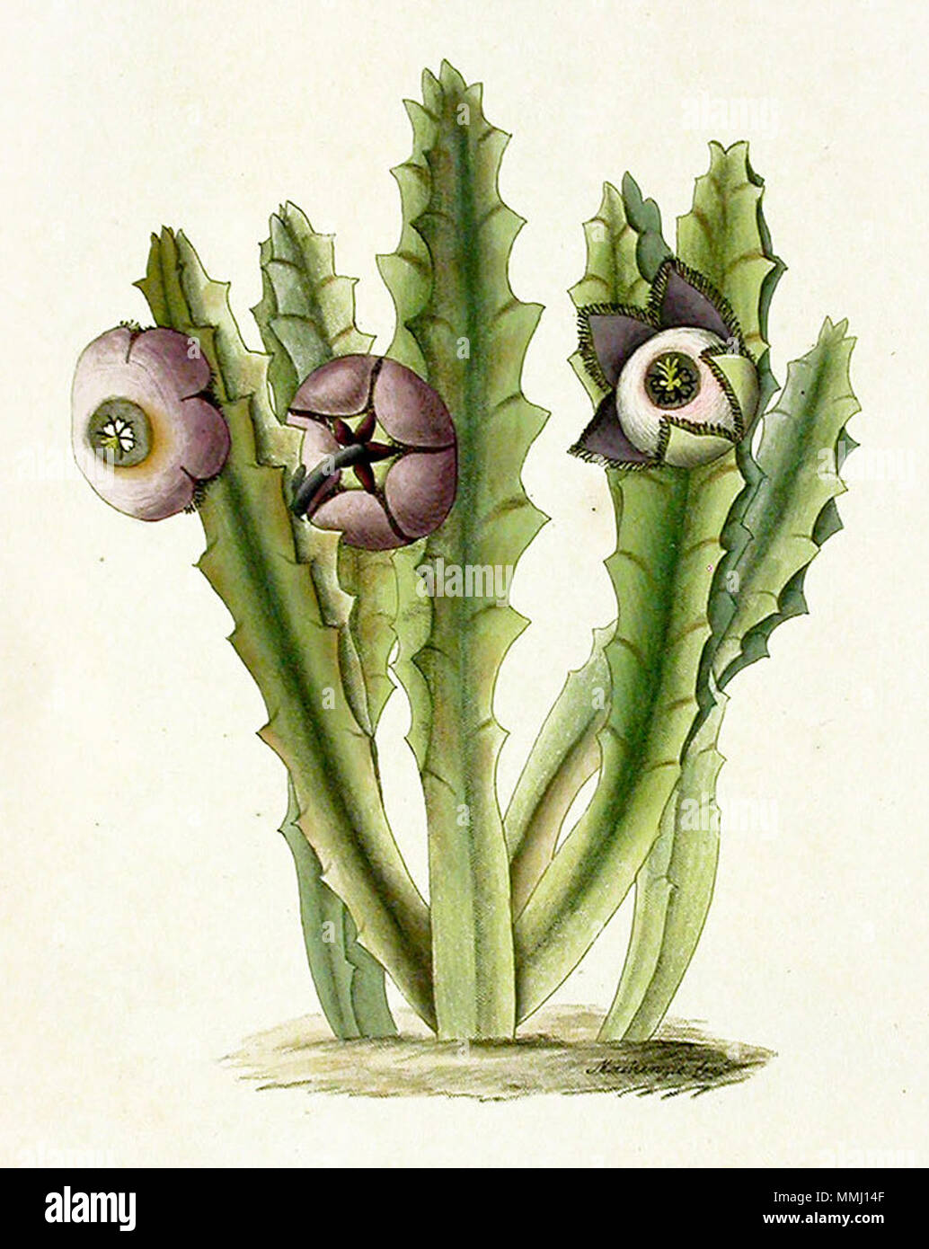 . Englisch: Stapelia revoluta Masson ist ein Synonym für Tromotriche revoluta (L.) Haw. . 1796. Francis Masson (1741-1805) Francis Masson 10 (7/8) Stockfoto
