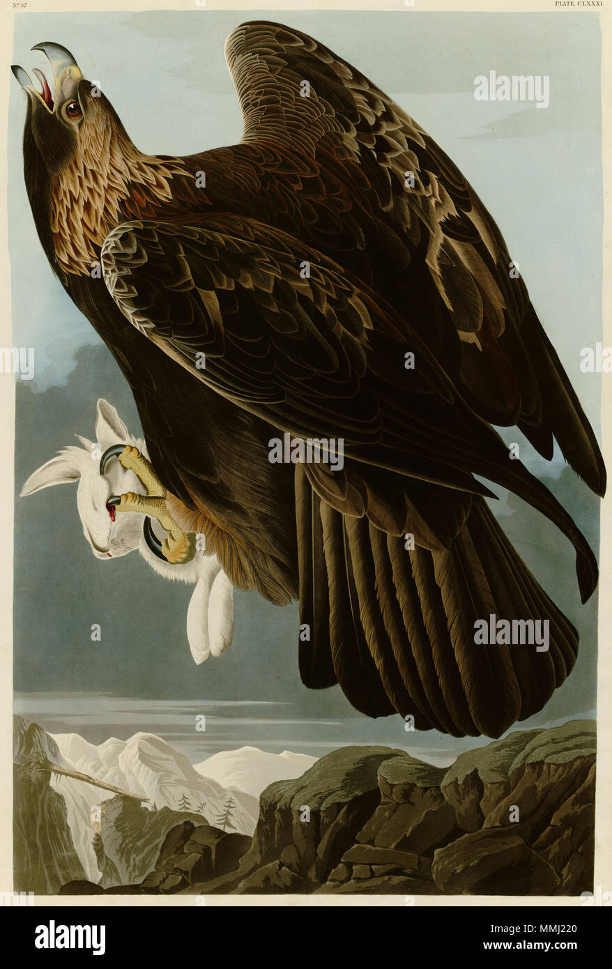 . Englisch: Platte 181 Vögel von Amerika von John James Audubon Darstellung Golden Eagle. . Zwischen 1827 und 1838. John James Audubon (1785-1851) Alternative Namen Geburt Name: Jean-Jacques - Fougère Audubon Beschreibung amerikanische Ornithologe, Naturalist, Jäger und Maler Geburtsdatum / Tod 26. April 1785 vom 27. Januar 1851 Ort der Geburt / Todes Les Cayes (Haiti) New York City Standort Louisville, New Orleans, New York City, Florida Authority control: Q 182882 VIAF: 14765625 ISNI: 0000 0001 1040 5836 ULAN: 500016578 79018677 LCCN: n NLA: 35010139 WorldCat 181 Goldon Eagle croppe Stockfoto