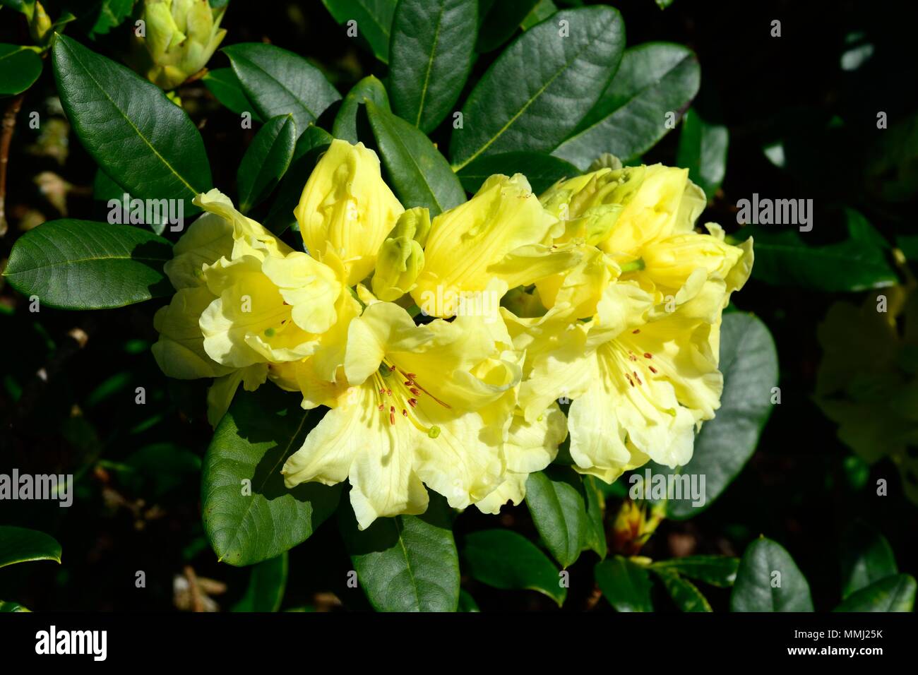 Rhododendron Gelb petticoats Blumen Stockfoto