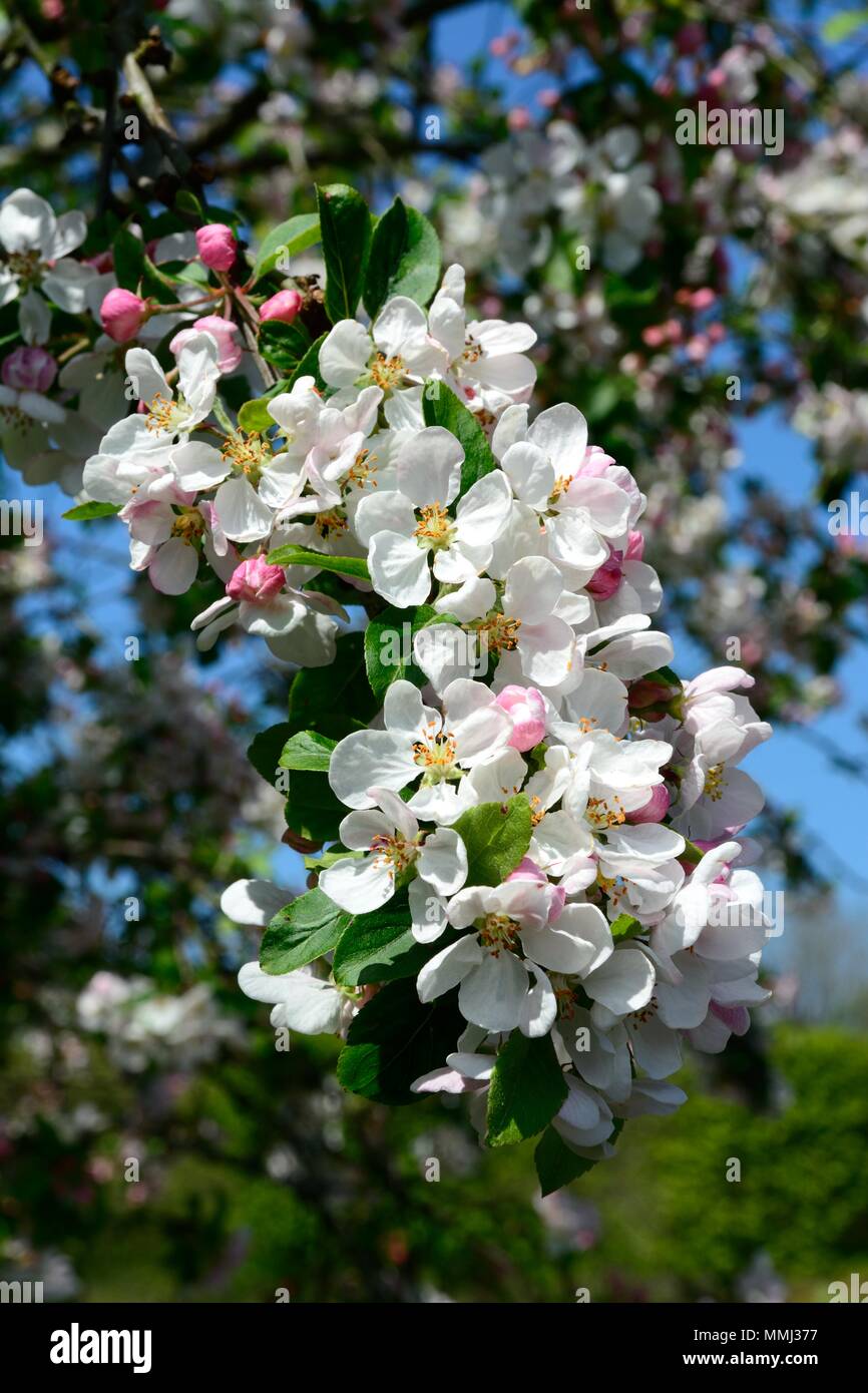 Red apple blossom Fotos und Bildmaterial in hoher Auflösung Alamy