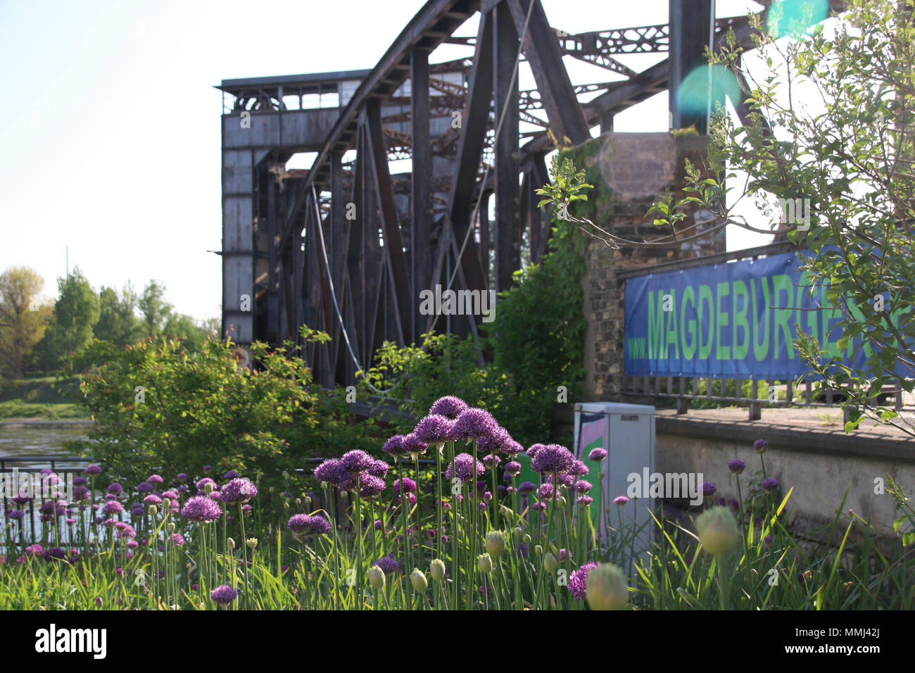 Magdeburg, Deutschland - Mai 5, 2018: Blick auf die Magdeburger Hubbrücke mit schönen violetten Pflanzen im Vordergrund. Stockfoto