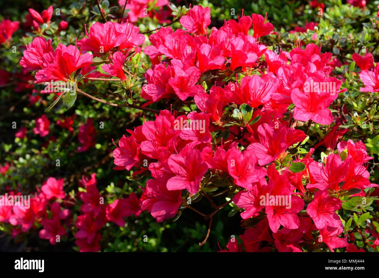 Rhododendron Hinode Giri rot Kurume hybrid azalia Stockfoto