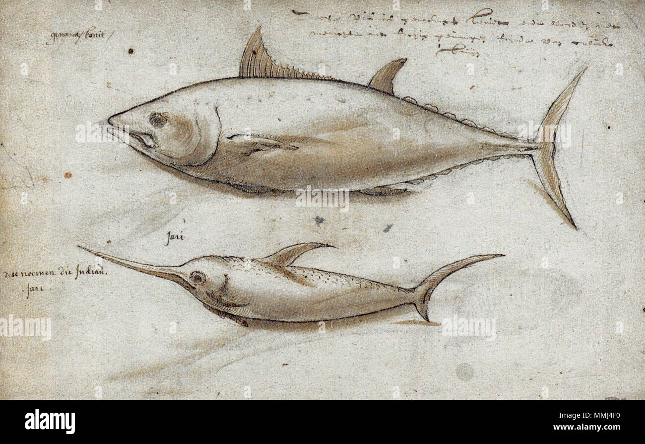 . Englisch:=nördlichen Roten Thun (Thunnus thynnus), Schwertfisch (Xiphias gladius). Nederlands: Blauwvintonijn (Thunnus thynnus) en zwaardvis (Xiphias gladius). . 1601. Gelderland 1601-1603 Thunnus thynnus Xiphias gladius Stockfoto