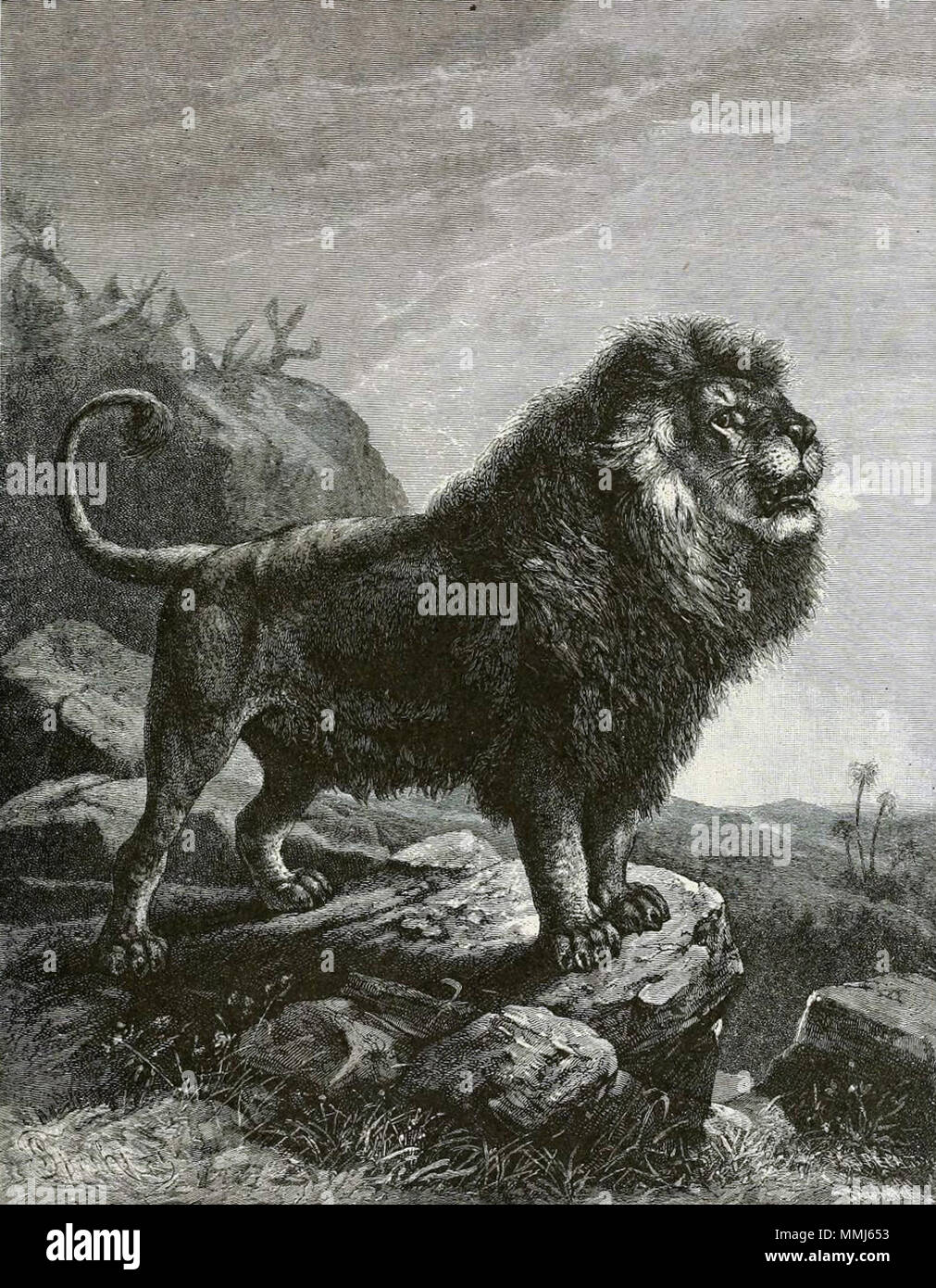 . Barbary Löwe (Panthera leo leo) in einem 1898 Bild. . 1898. Halter, Joseph Basset, 1824-1888 -- Editor/Holz, J. G. (John George), 1827-1889 -- Thema 72 BarbaryLionB 1898 bw Stockfoto