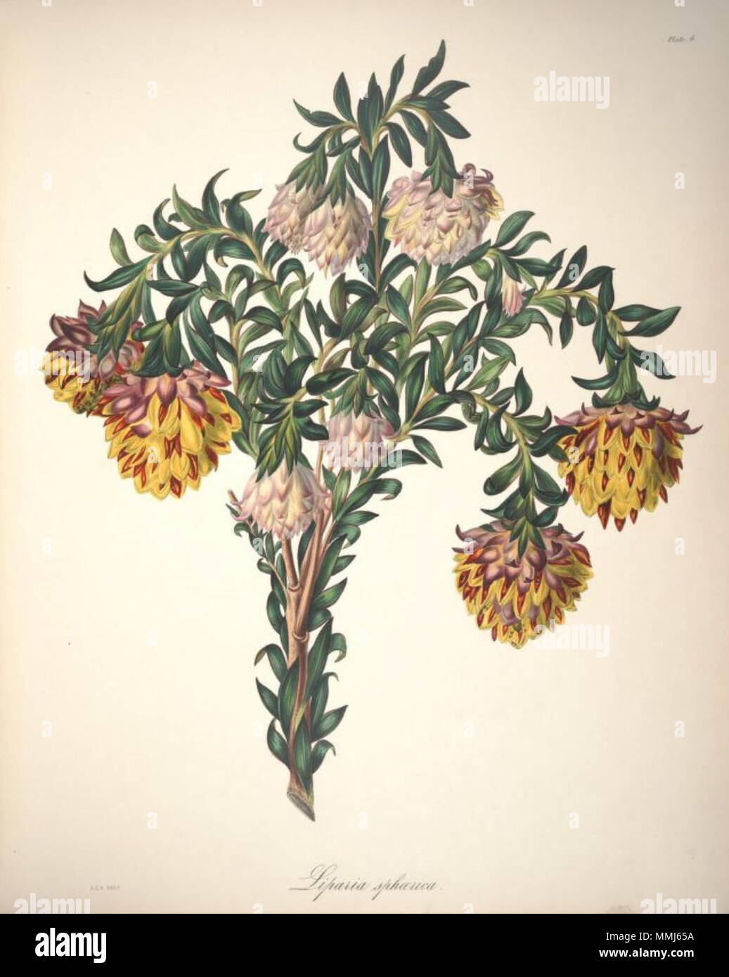 . Englisch: Liparia sphaerica L. ist ein Synonym von Liparia splendens (Burm. f.) Bos & de Wit. zwischen 1843 und 1844. Arabella Elizabeth Roupell (1817 - 1914) Alternative Namen; Roupell Roupell; Arabella Arabella Elizabeth Pigott Beschreibung British-South Afrikanischen botanischen Illustrator, Maler und Botaniker Geburtsdatum / Tod 23. März 1817 vom 31. Juli 1914 Ort der Geburt Newport Authority control: Q 4783330 VIAF:? 15525826 Botaniker:? Roupell GND:? 116664444 54 Arabella Elizabeth Roupell, 04. Stockfoto