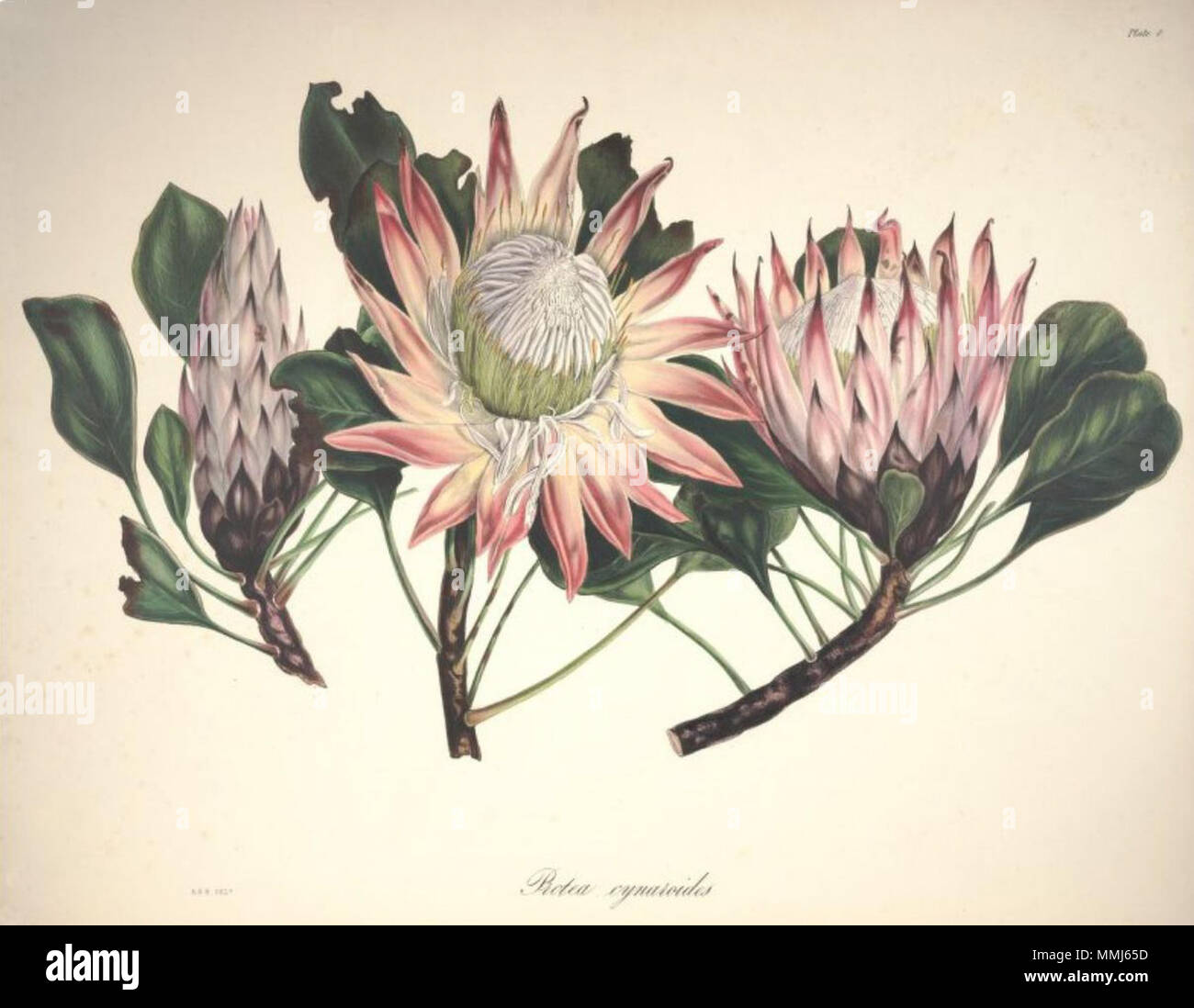 . Englisch: Protea cynaroides (L.) L.. zwischen 1843 und 1844. Arabella Elizabeth Roupell (1817 - 1914) Alternative Namen; Roupell Roupell; Arabella Arabella Elizabeth Pigott Beschreibung British-South Afrikanischen botanischen Illustrator, Maler und Botaniker Geburtsdatum / Tod 23. März 1817 vom 31. Juli 1914 Ort der Geburt Newport Authority control: Q 4783330 VIAF:? 15525826 Botaniker:? Roupell GND:? 116664444 54 Arabella Elizabeth Roupell, 08. Stockfoto