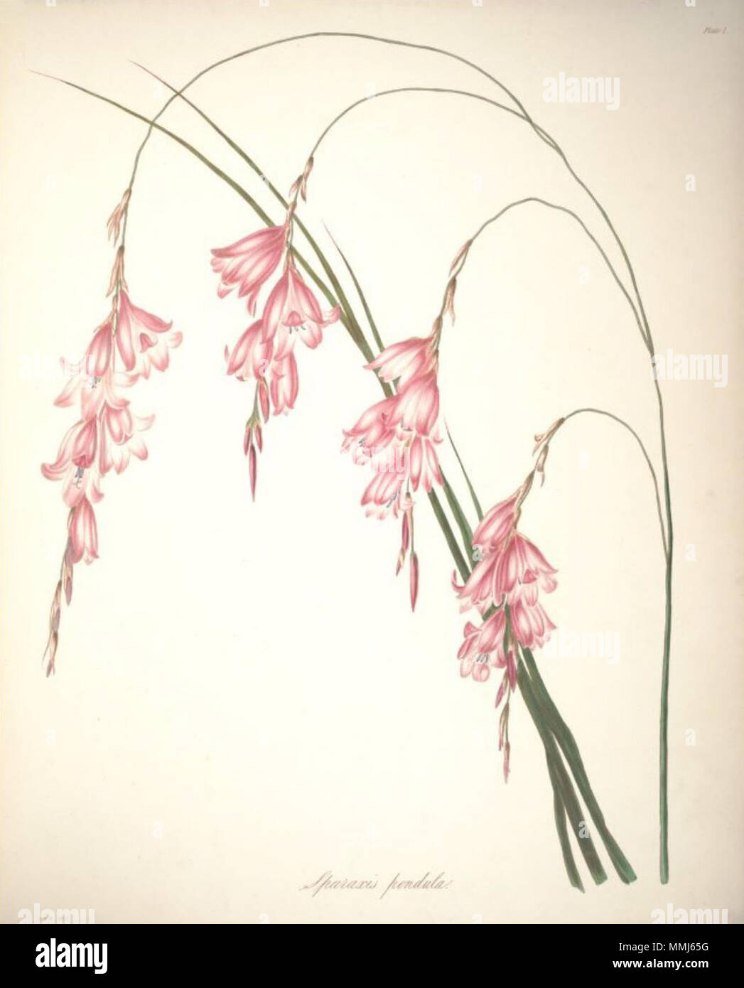 . Englisch: Sparaxis pendula (L. f) Ker Gawl ist ein Synonym von dierama Pendel (L. m.) Baker Http://www.theplantlist.org/tpl/record/kew-324034. zwischen 1843 und 1844. Arabella Elizabeth Roupell (1817 - 1914) Alternative Namen; Roupell Roupell; Arabella Arabella Elizabeth Pigott Beschreibung British-South Afrikanischen botanischen Illustrator, Maler und Botaniker Geburtsdatum / Tod 23. März 1817 vom 31. Juli 1914 Ort der Geburt Newport Authority control: Q 4783330 VIAF:? 15525826 Botaniker:? Roupell GND:? 116664444 54 Arabella Elizabeth Roupell, 01. Stockfoto