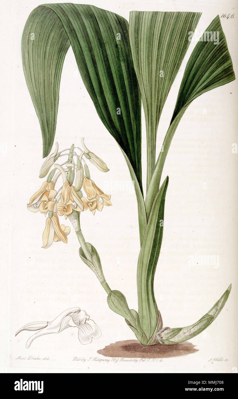 . Calanthe Densiflora. 1833. Miss Drake (1803-1857) Del., J. Watt sc. Calanthe Densiflora-Edwards vol 19 pl 1646 (1833) Stockfoto