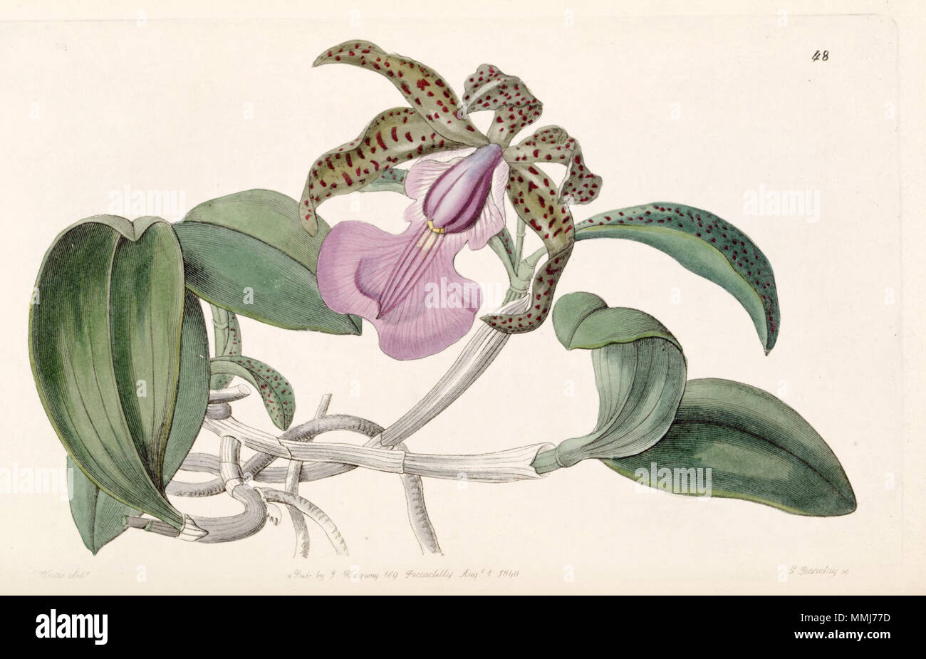 . Cattleya aclandiae. 1840. G. Watt del. , G. Barclay sc. Cattleya aclandiae - Edwards vol 26 (NS3) pl 48 (1840) Stockfoto