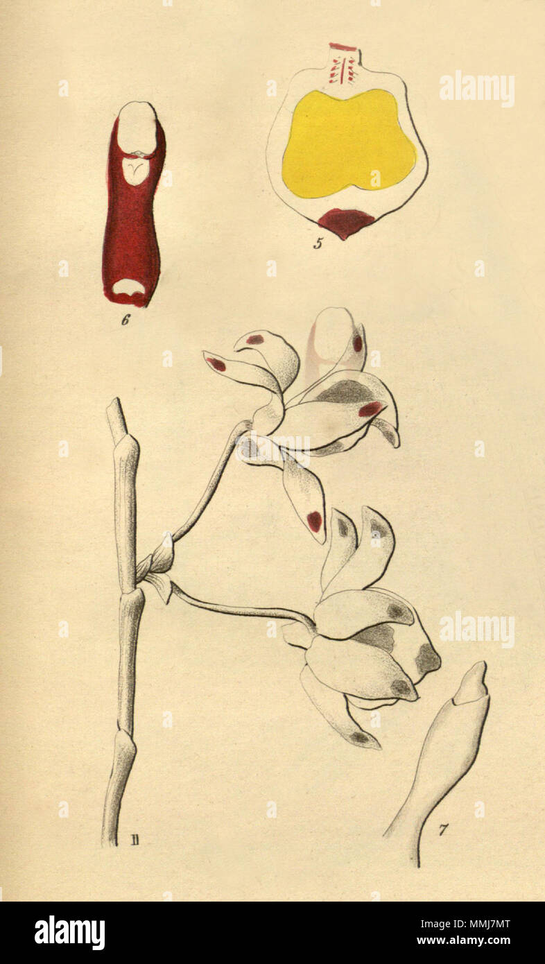 . Abbildung: Dendrobium gratiosissimum. 1878. Heinrich Gustav Reichenbach (1824 - 1889) Alternative Namen Rchb.f. Beschreibung German-Saxon pteridologist, Botaniker, Ornithologen und Hochschullehrer Geburtsdatum / Tod am 3. Januar 1824 6. Mai 1889 Ort der Geburt / Todes Dresden Hamburg Arbeitsort Leipzig Authority control: Q 62820 VIAF:?:? ISNI 77066171 0000 0000 8396 1069 LCCN:?n 79125882 35749194 Botaniker NLA:?:? Rchb.f. WorldCat Dendrobium gratiosissimum - Ausschnitt von Xenia 2-193 (Abb. 2) (1874) Stockfoto