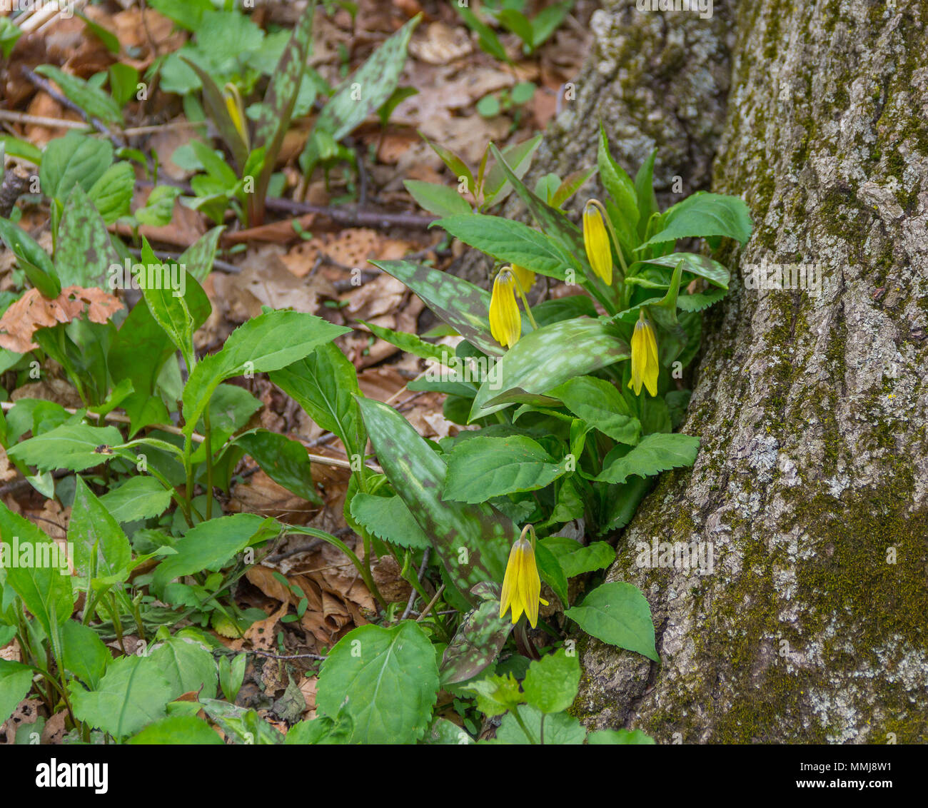 Forelle Lily Flower HED Stockfoto