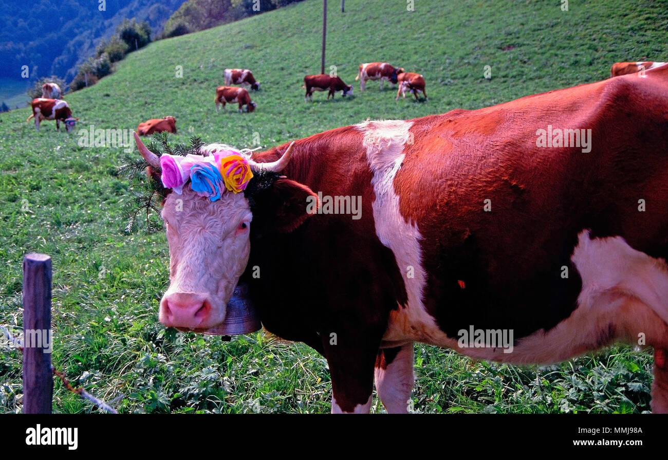 Schweizer Kuh und Bell, Schweiz Stockfoto