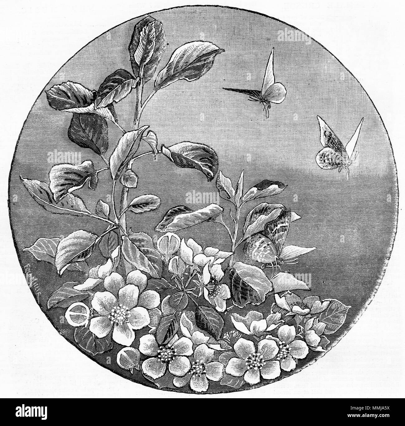 Gravur der natürlichen Symbole des Frühlings. Von einem ursprünglichen Gravur in eigenen Papier Magazin der Mädchen 1883. Stockfoto