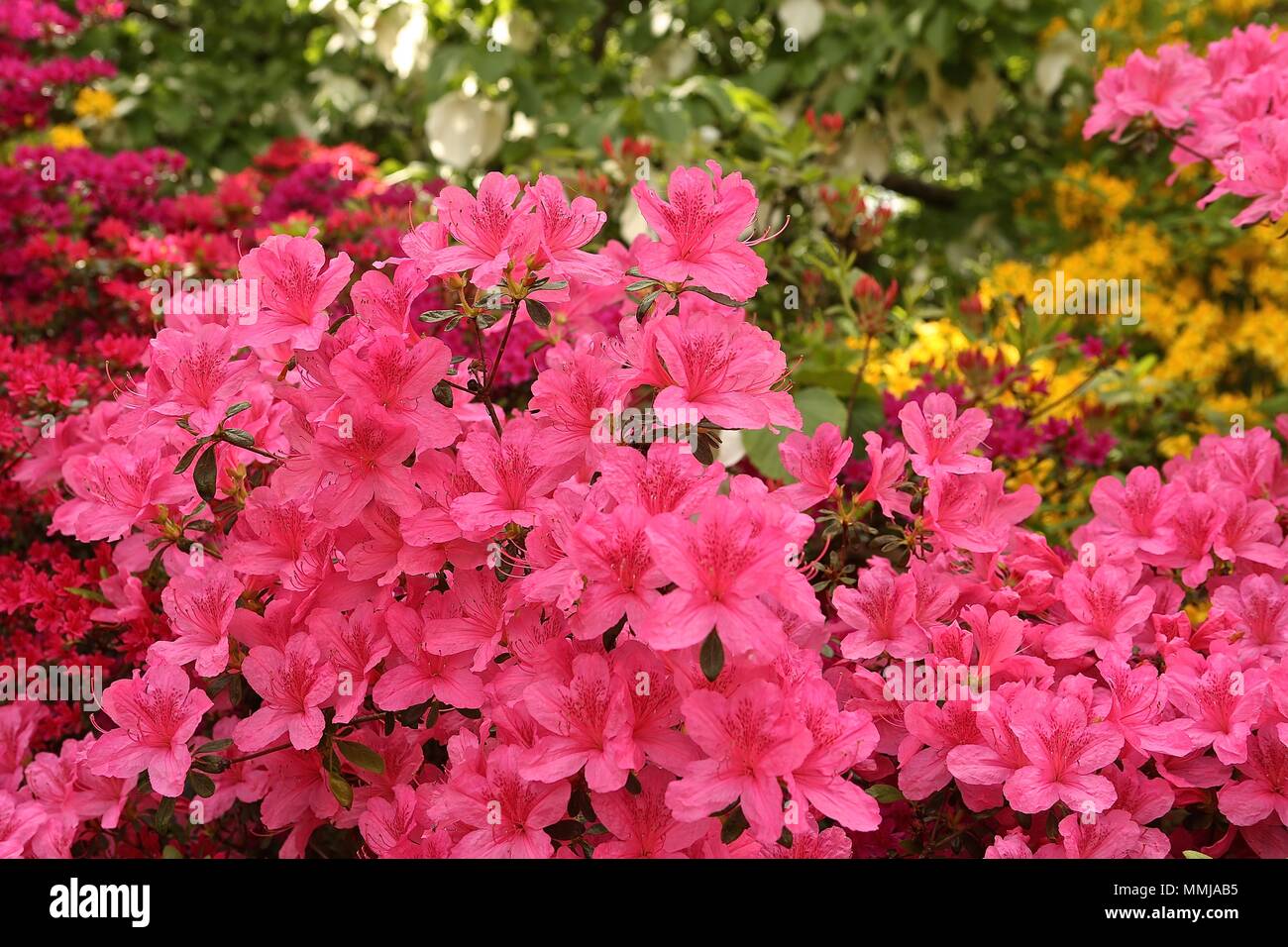 Hampstead Heath Blume Garten Mai 2018 Stockfoto