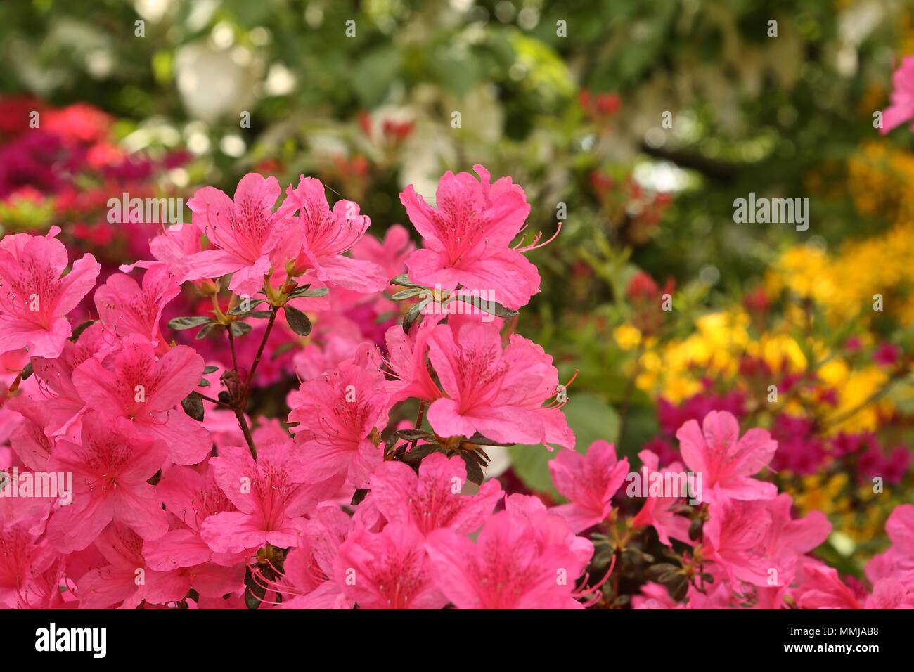 Hampstead Heath Blume Garten Mai 2018 Stockfoto