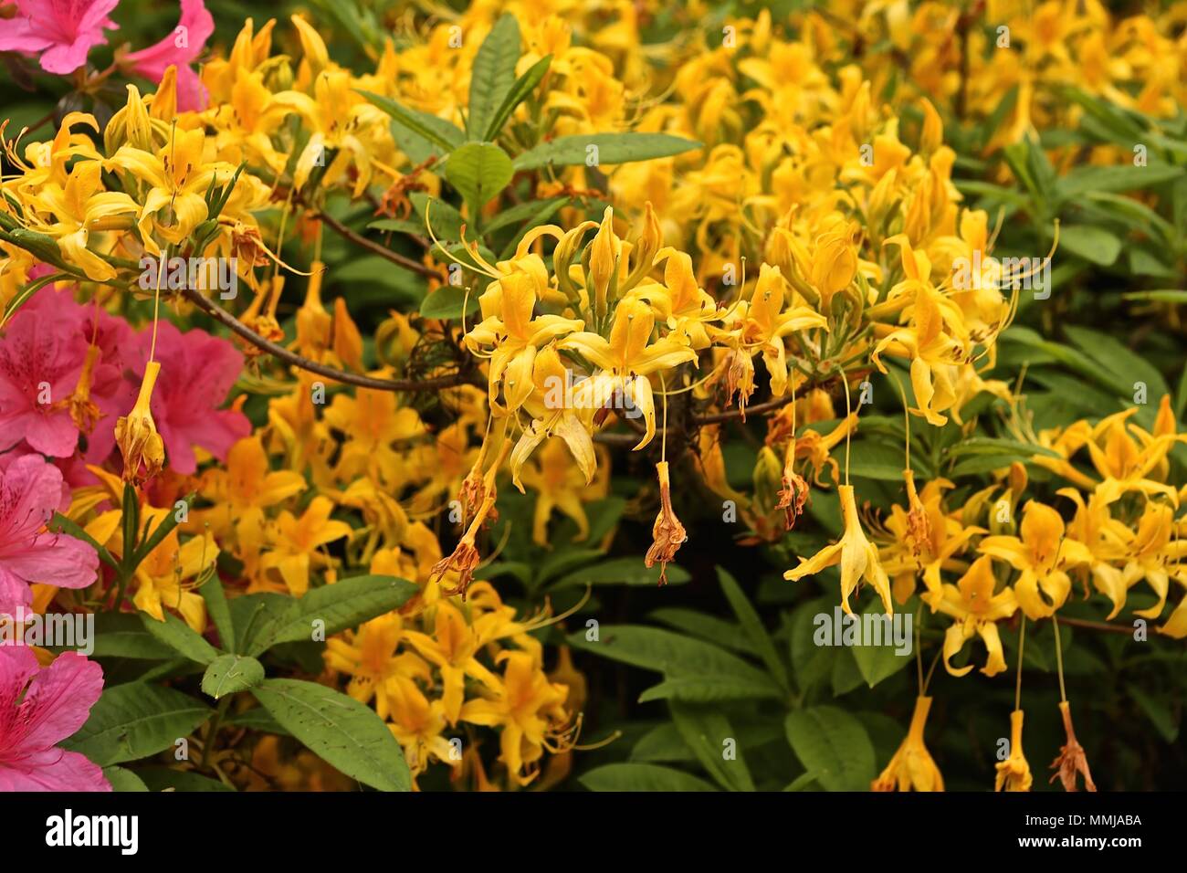 Hampstead Heath Blume Garten Mai 2018 Stockfoto