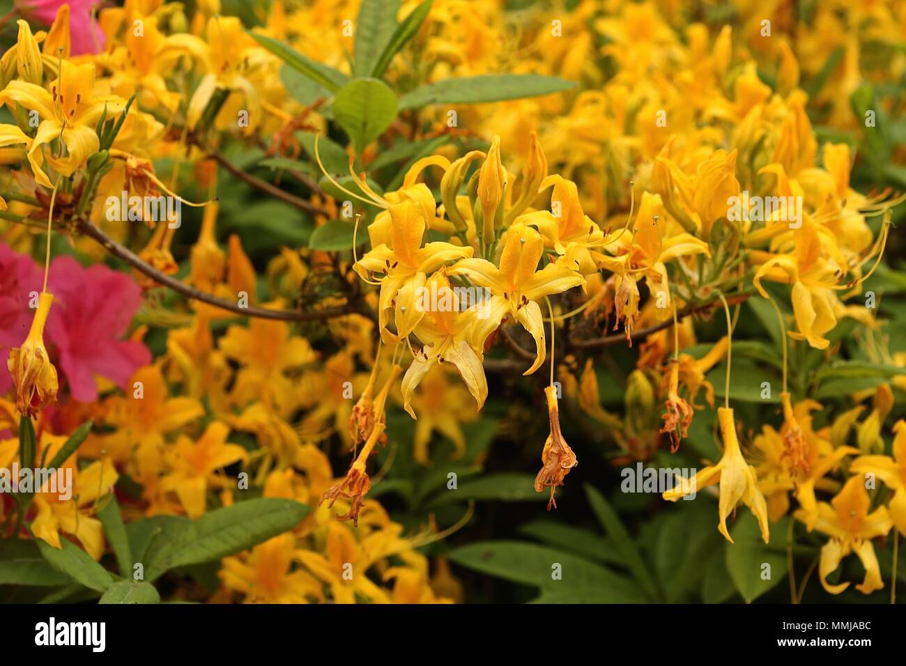 Hampstead Heath Blume Garten Mai 2018 Stockfoto
