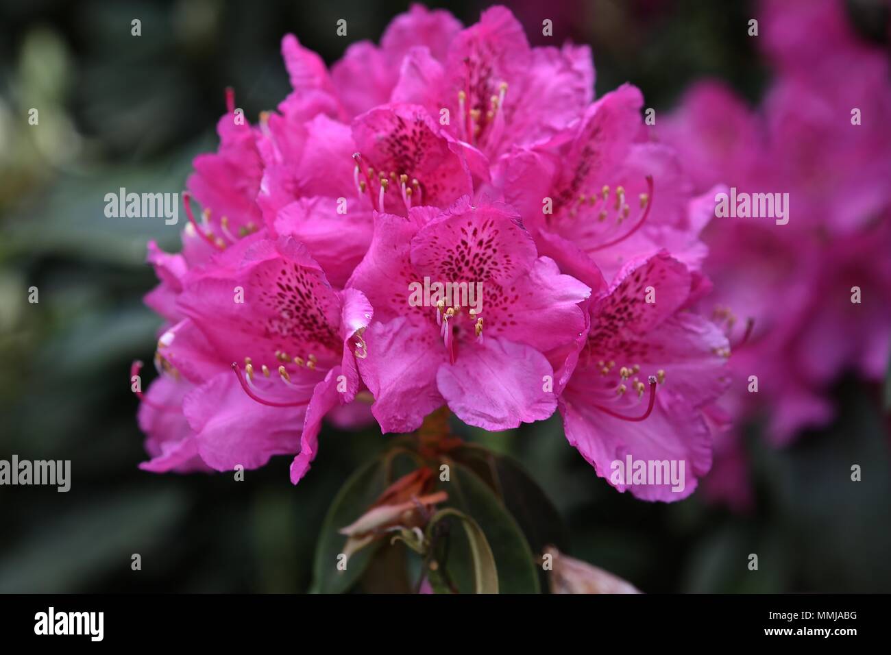 Hampstead Heath Blume Garten Mai 2018 Stockfoto